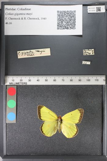 Media type: image;   Entomology 119705
